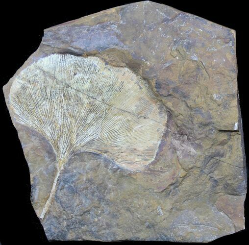 Gorgeous Fossil Ginkgo Leaf From North Dakota #39008